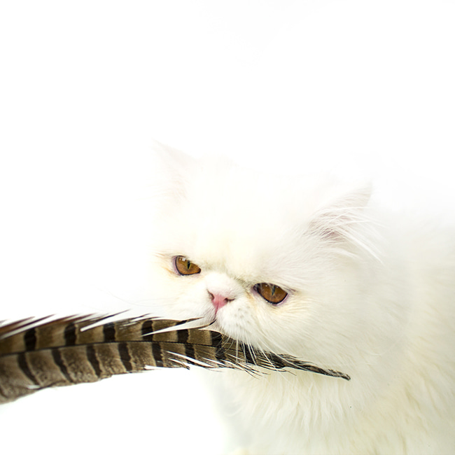PEASANT FEATHER HUNTING TOY