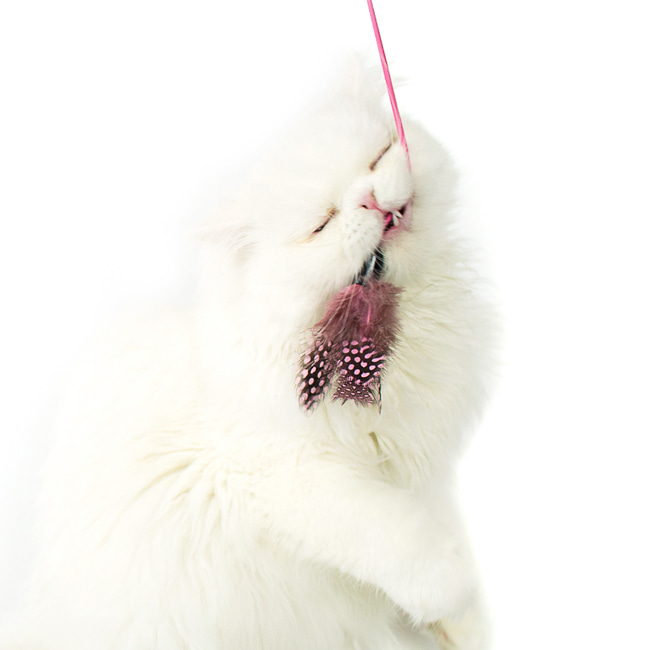 FEATHER HUNTING TOY [PINK]